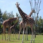 1051300_giraffes