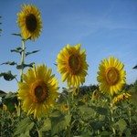 1246031_sunflowers_in_thailand_4