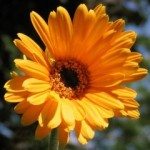 1060026_orange_flower