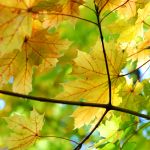 Autumn fall maple leaves