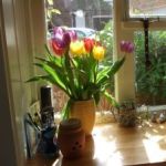 tulips_on_the_windowsill