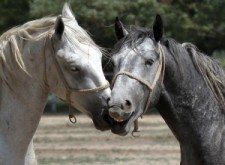 two-horses-1373981-m