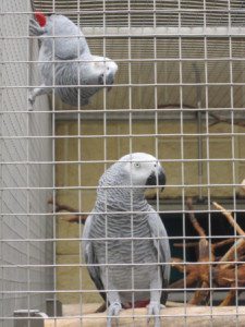 papouščí zoo  5